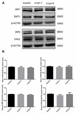 Hepcidin-to-Ferritin Ratio Is Decreased in Astrocytes With Extracellular Alpha-Synuclein and Iron Exposure